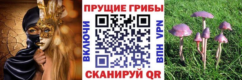Псилоцибиновые грибы Psilocybe  Геленджик 